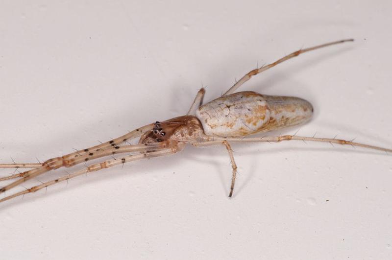 Tetragnatha_ZZ552_D7062_Z_89_Camping at Hopi hollow_Australie.jpg